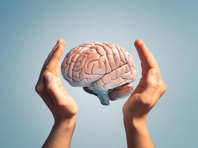 Manos humanas protegiendo un cerebro pequeño (Getty Images)