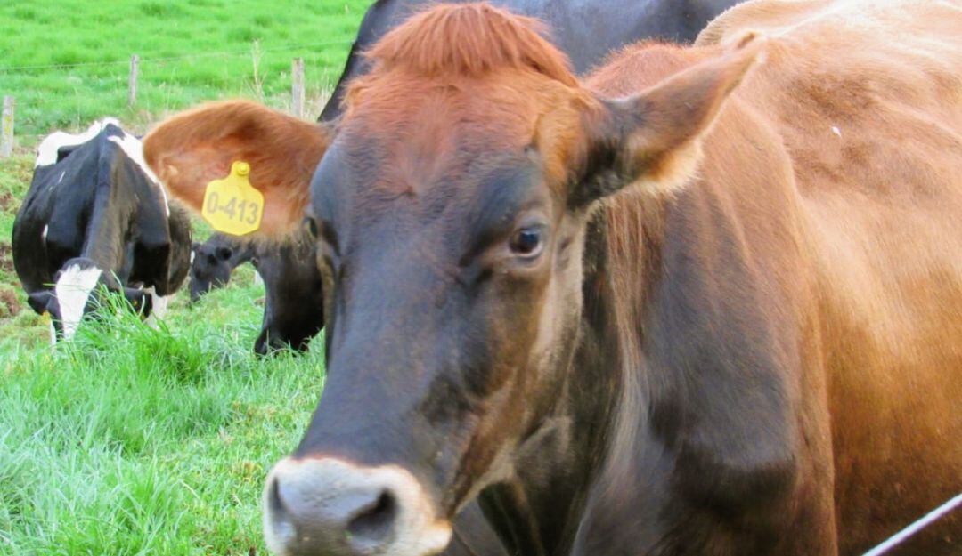 Colombia libre de Fiebre Aftosa