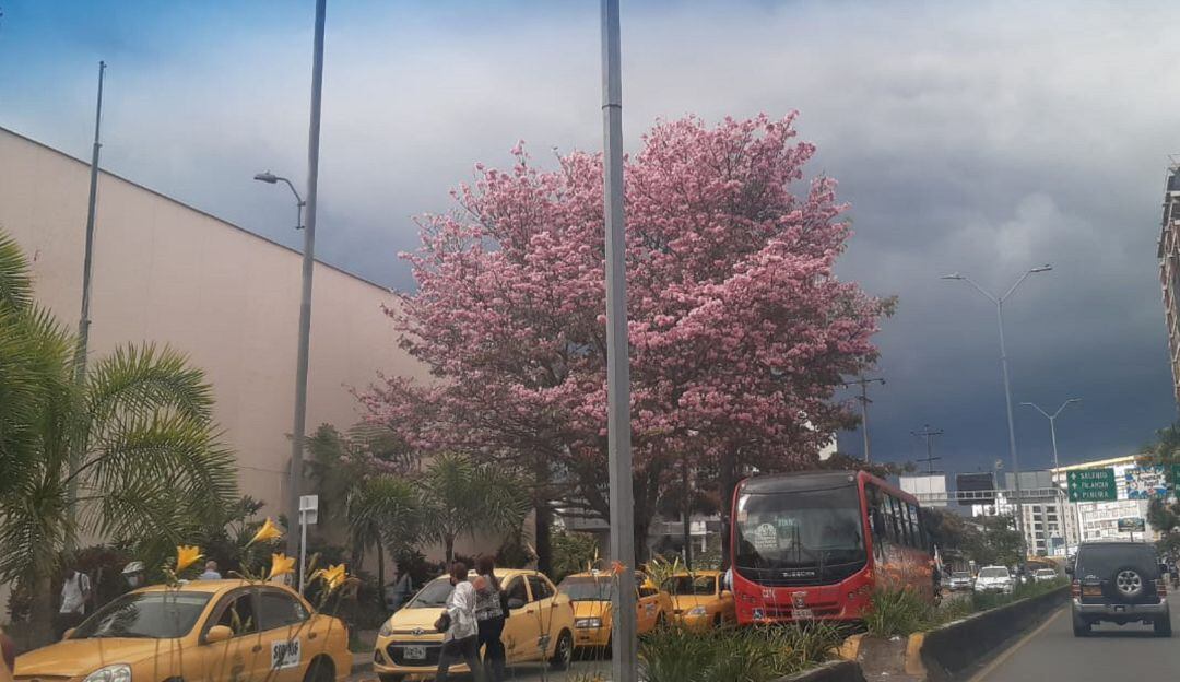 Guayacán florecido en la avenida Bolívar en Armenia, centro comercial Unicentro