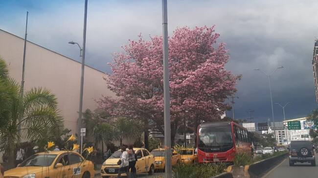 Guayacán florecido en la avenida Bolívar en Armenia, centro comercial Unicentro