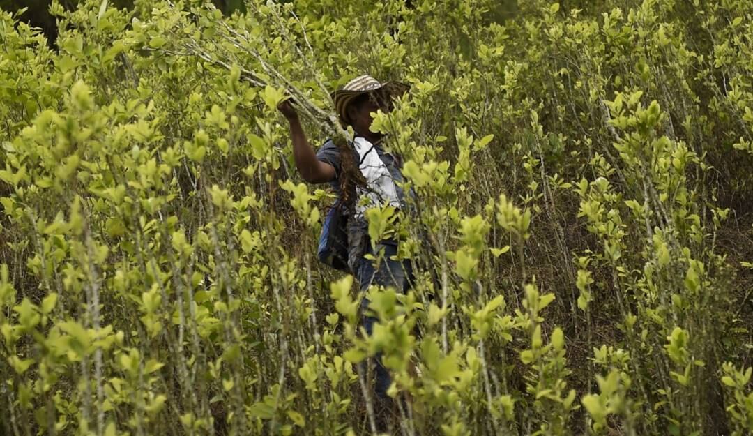 Cultivos coca