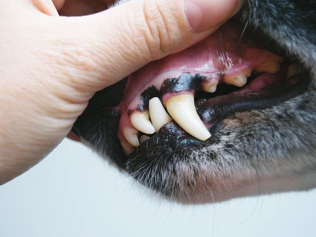 Por qué se le ponen negras las encías a los perros - Getty Images