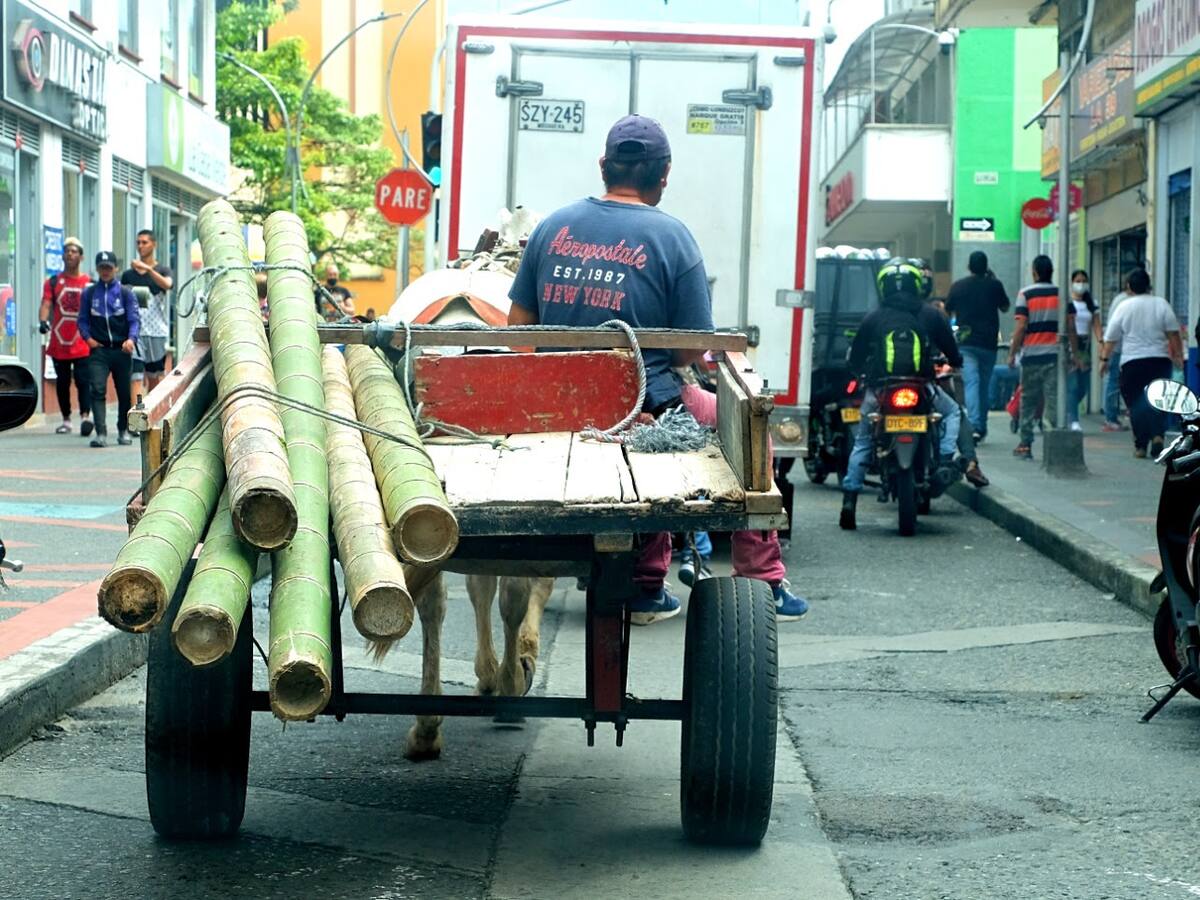¿Qué dicen carretilleros en Calarcá y autoridades sobre sustitución de tracción animal?