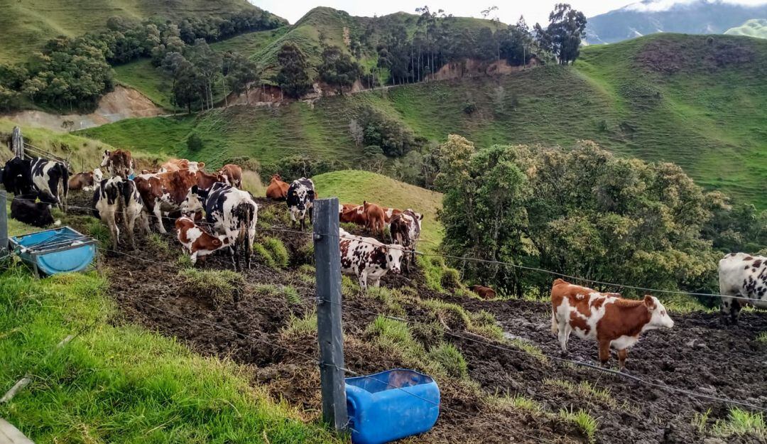 Presunto 'cartel en mercado de la carne'