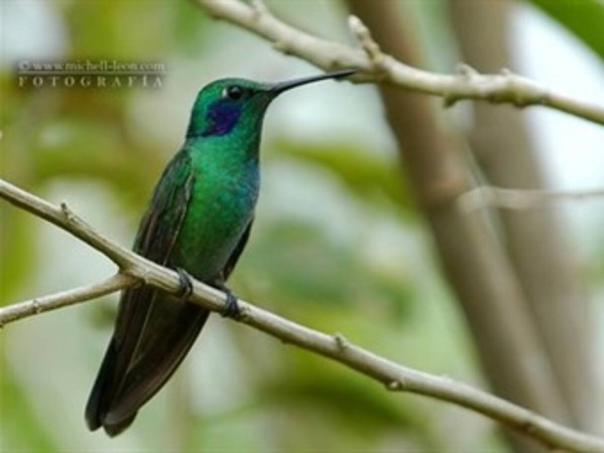 México, Colombia y Perú encabezan la lista de sitios con especies amenazadas
