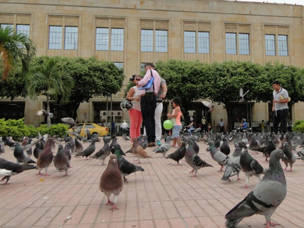 Animalistas piden al Alcalde reconsiderar uso de ultrasonido en palomas