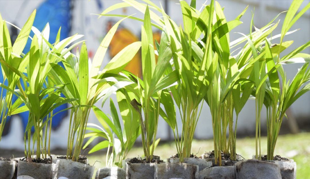 Las entregas gratuitas realizarán en las iglesias católicas del Huila.