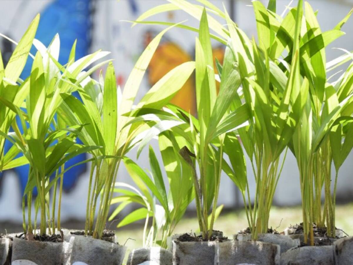 Entregarán más de 16 mil palmas para el Domingo de Ramos en el Huila