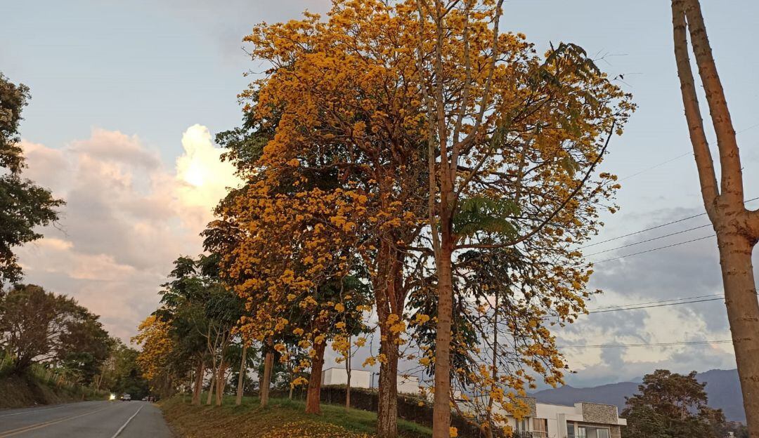 Guayacanes florecidos en la vía hacia El Caimo 