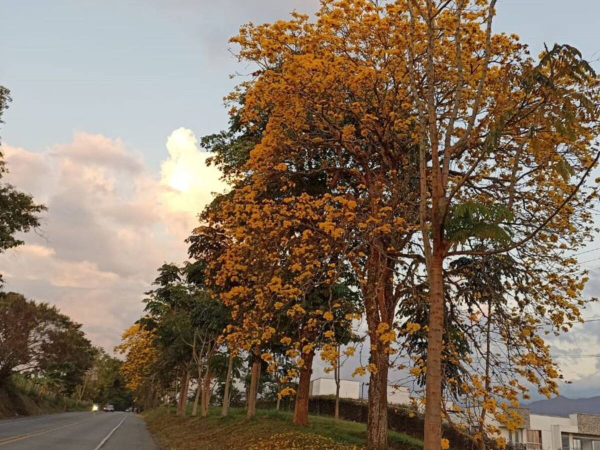 Miércoles 2 de Febrero, las principales noticias de Armenia y Quindío