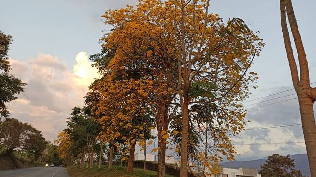 Guayacanes florecidos en la vía hacia El Caimo