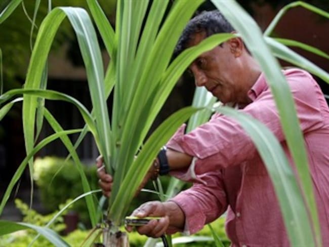 Papel hecho con residuos de caña revoluciona la agroindustria
