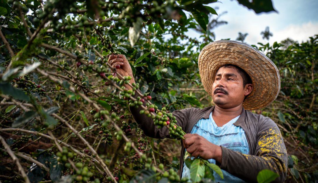 Producción de café