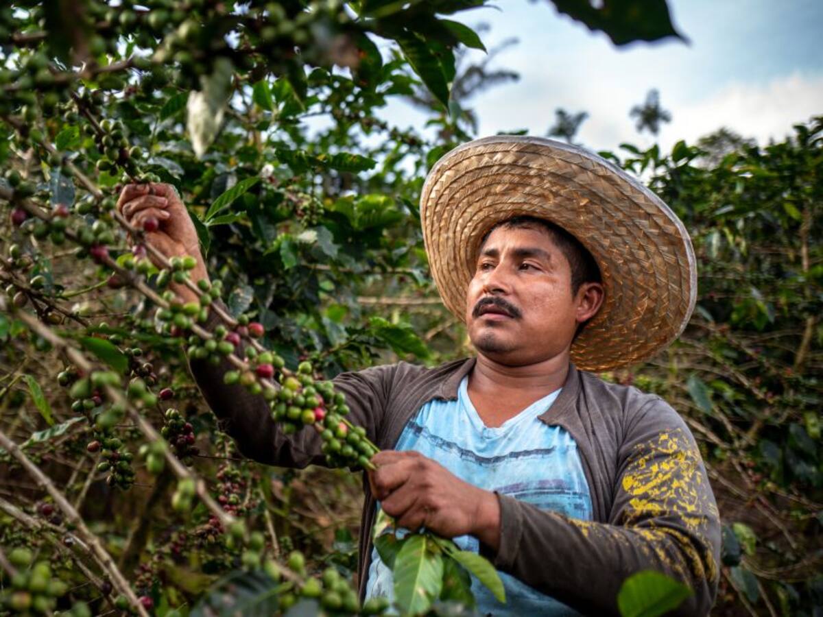 Cosecha cafetera en el presente año no alcanzará los 12.5 millones de sacos