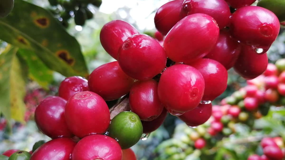 Cafeteros en el Huila, avanza a buen ritmo por la calidad del grano