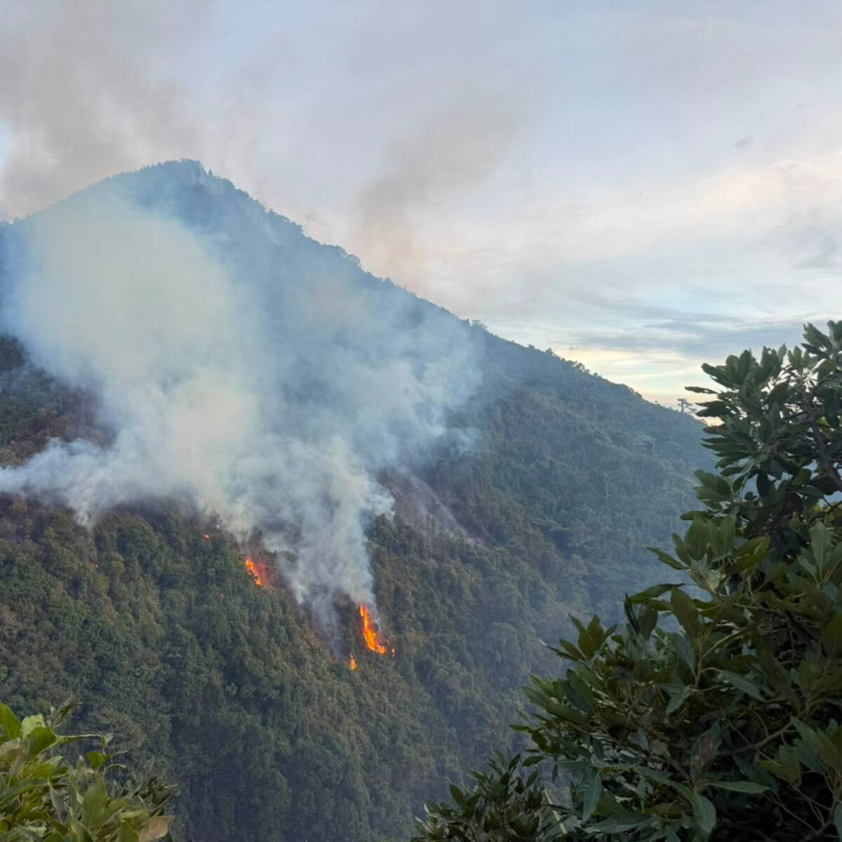 Ocho hectáreas de bosque se quemaron por el incendio forestal en zona rural de Pijao en Quindío