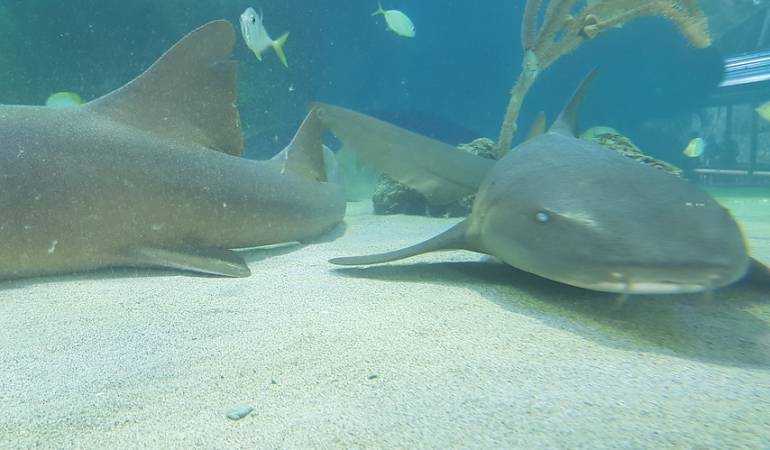 Acuario