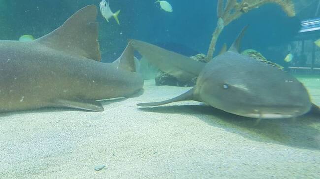 Acuario