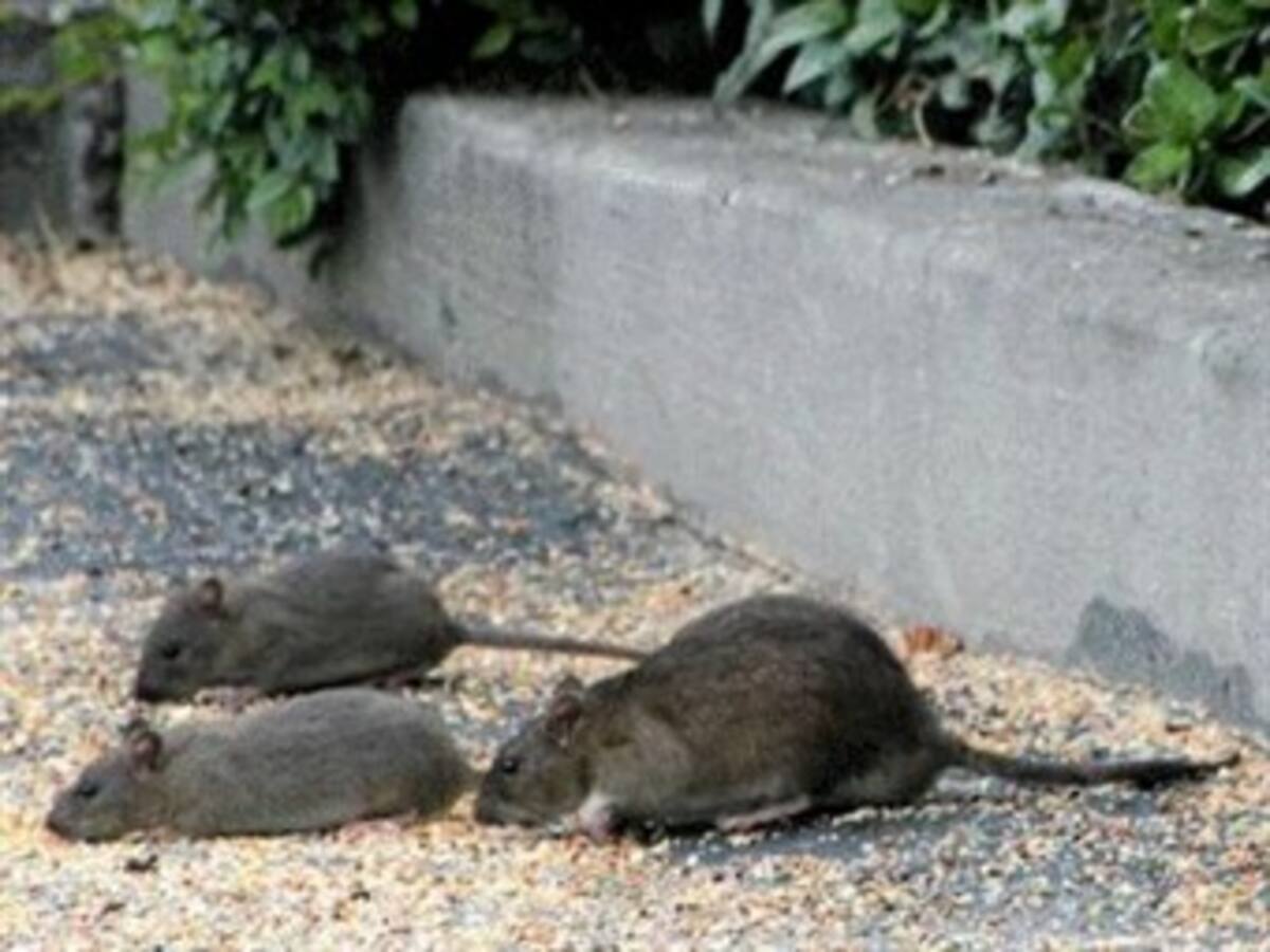 Las ratas que buscan refugio después de ‘Sandy’ pueden desatar epidemia en Nueva York