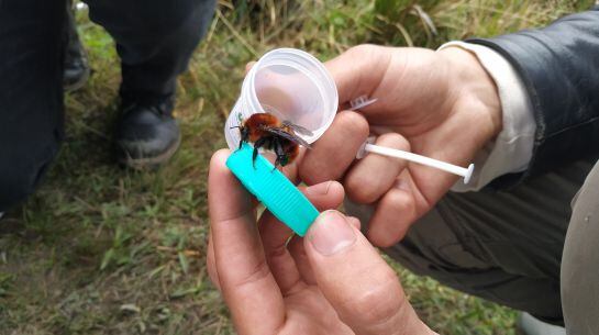 Estudio de Bombus rubicundus.