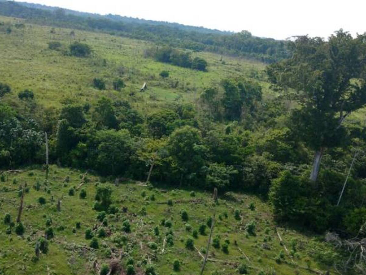 Tumaco es el municipio con mayor área cultivada de coca en el país: Defensoría