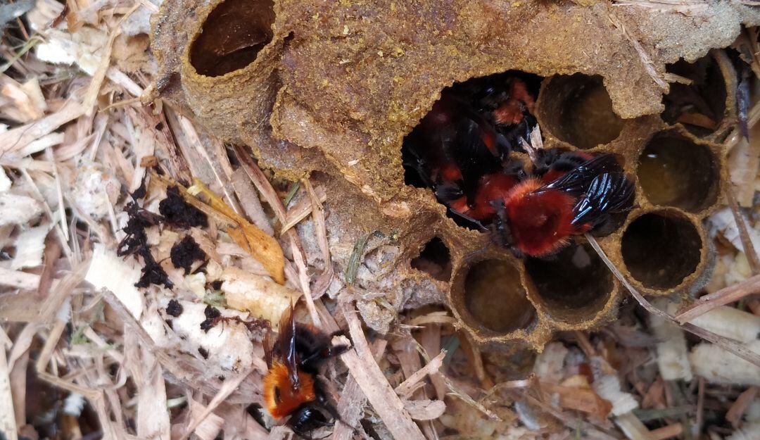 Nido de Bombus rubicundus (abejorros).