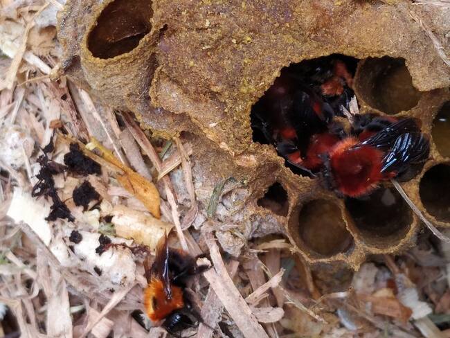 Nido de Bombus rubicundus (abejorros).