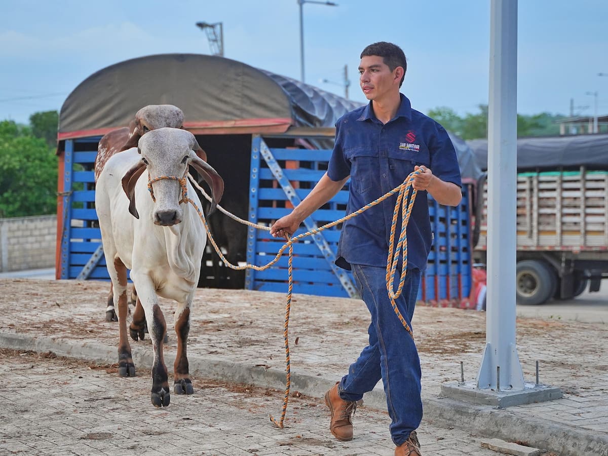Todo listo para AgroBolívar 2025 desde el nuevo Centro de Exposiciones de Magangué