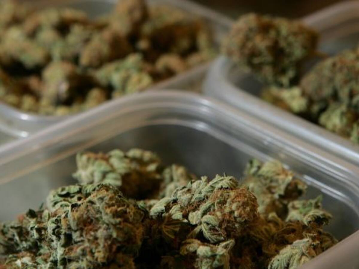 Expertos y organizaciones productoras de cannabis piden salvavidas para la regulación