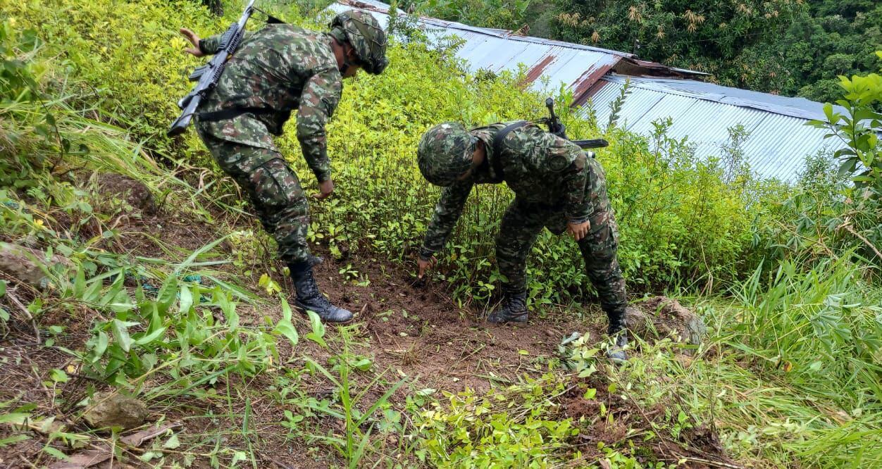 Hallan semillero con más de 30.000 plántulas de hoja de coca en Hacarí. Foto: Ejército Nacional.