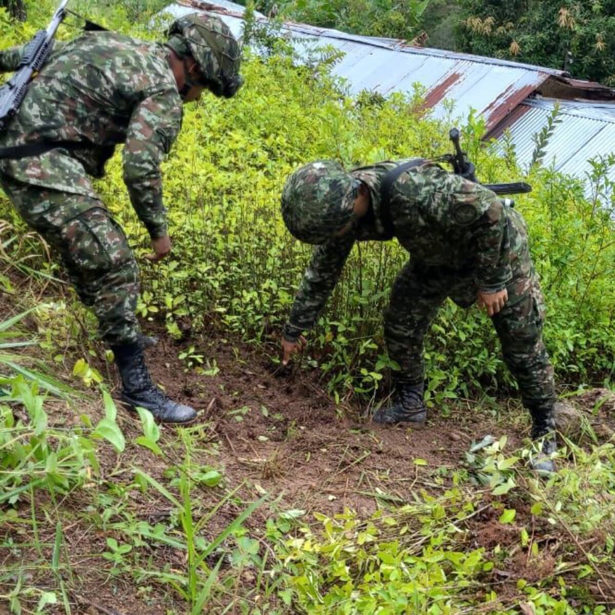 Hallan semillero con más de 30.000 plántulas de hoja de coca en Hacarí