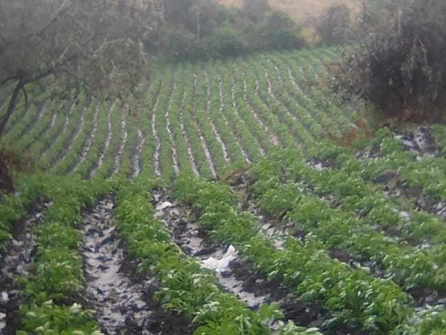 Por heladas y sequía se perdieron 10 mil hectáreas de cultivos en Cundinamarca 
