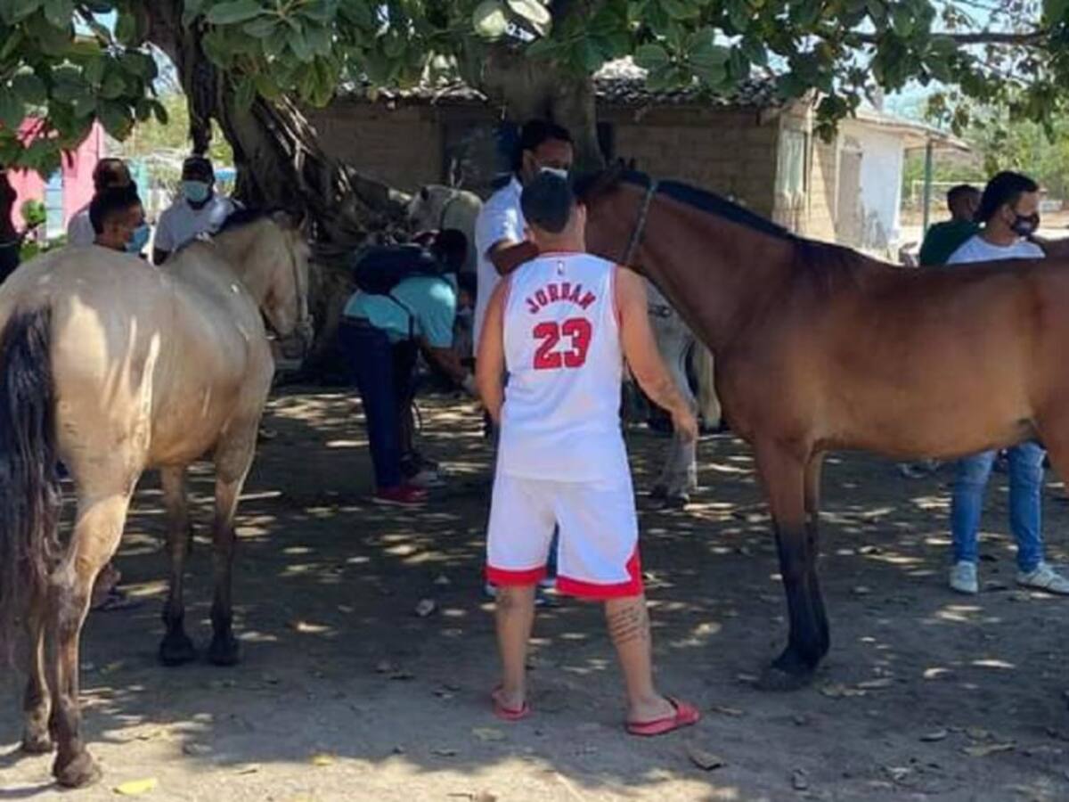 Realizarán revisión a caballos cocheros por temporada de Semana Santa