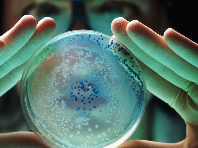 Imagen de referencia de bacterias / Getty Images