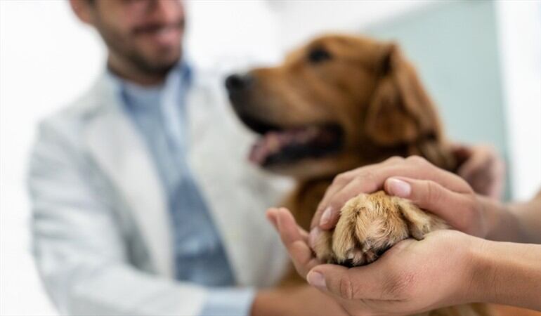 ¿El Estado debe ser garante de la salud y los derechos de las mascotas?. Foto: Getty Images