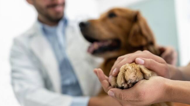 ¿El Estado debe ser garante de la salud y los derechos de las mascotas?. Foto: Getty Images