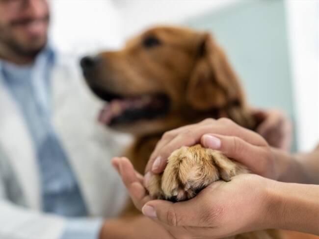 ¿El Estado debe ser garante de la salud y los derechos de las mascotas?. Foto: Getty Images