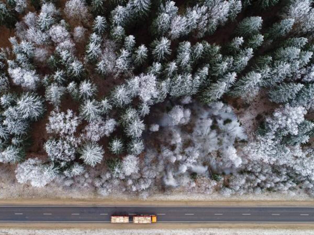 Reino Unido encabeza proyecto para la reforestación del país