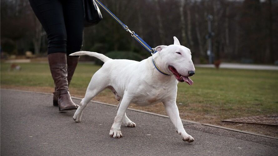 el canino de raza Bull Terrier de 8 meses cayó desde una altura de más de 15 metros/ Imagen de referencia. Foto: Getty Images