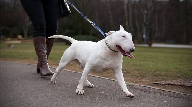 el canino de raza Bull Terrier de 8 meses cayó desde una altura de más de 15 metros/ Imagen de referencia. Foto: Getty Images