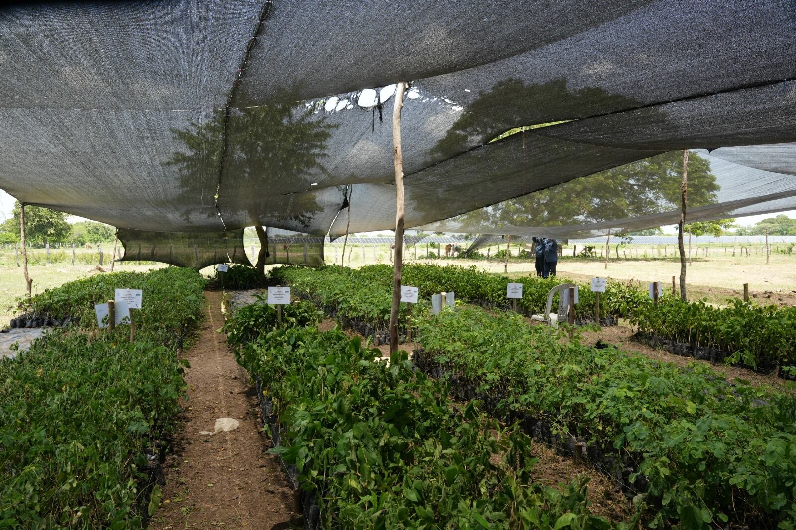 Inicia la restauración de áreas degradadas con especies nativas en sectores de la Ciénaga Grande/ Corpamag.