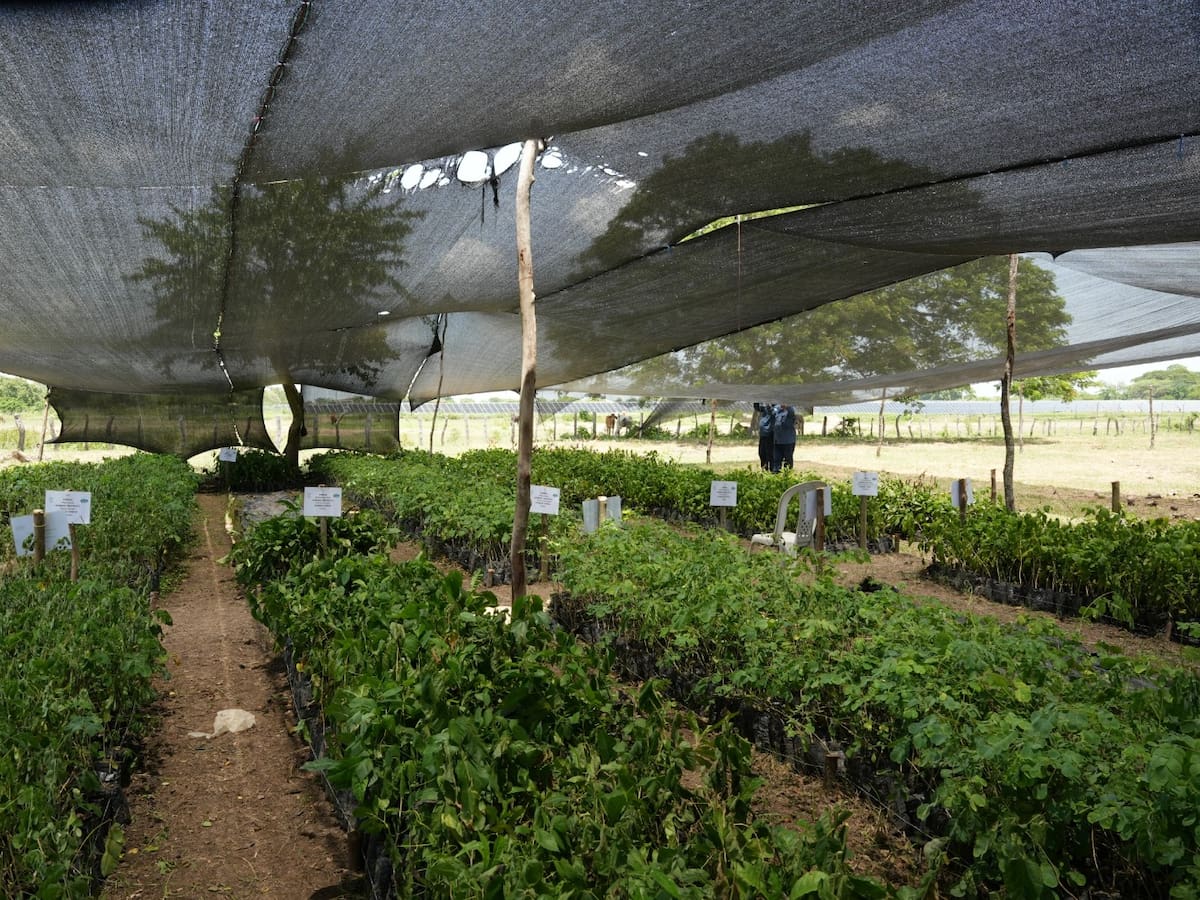Inicia la restauración de áreas degradadas con especies nativas en sectores de la Ciénaga Grande
