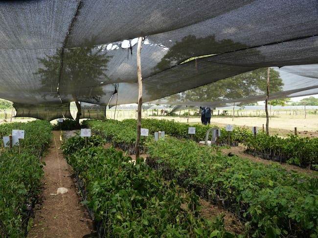 Inicia la restauración de áreas degradadas con especies nativas en sectores de la Ciénaga Grande/ Corpamag.