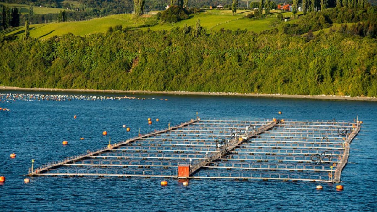 La acuacultura, vital para el futuro de la seguridad alimentaria