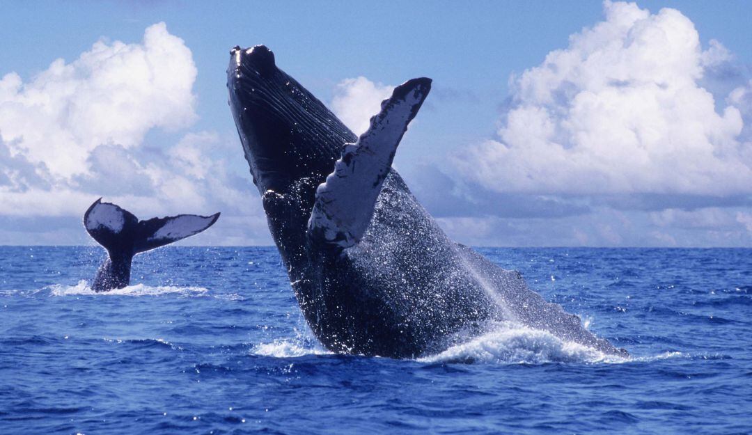 Bahía Solano, uno de los lugares para poder observar las ballenas jorobadas.