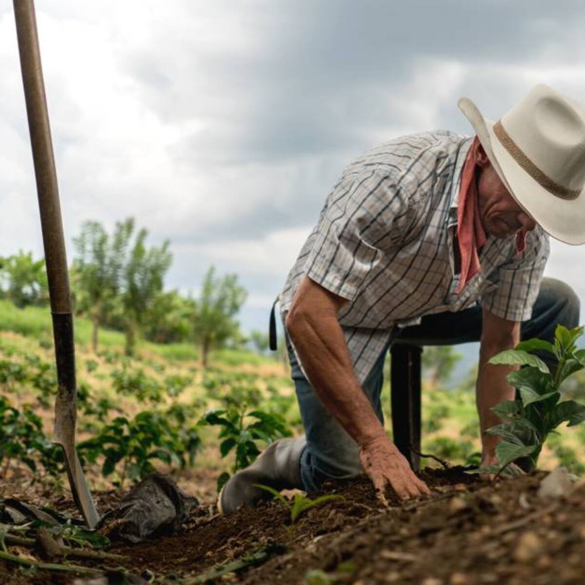 ¿Cómo será el trabajo en el campo después de la pandemia?