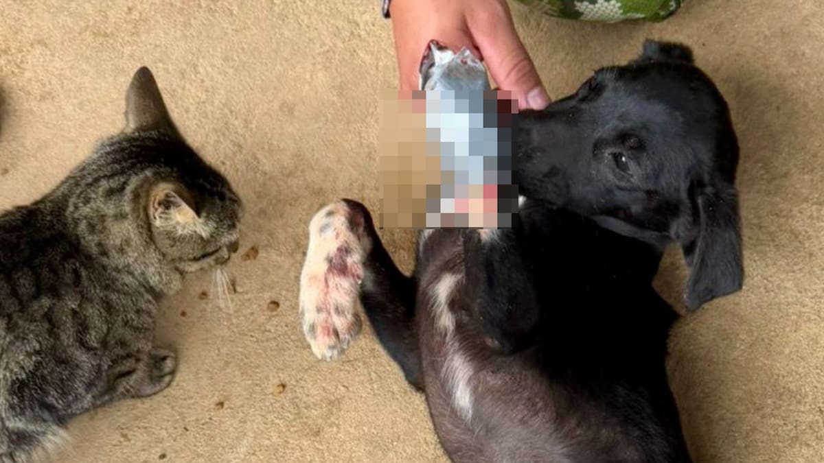 Ejército inició proceso de desvinculación de soldado por maltrato a un perro en una base militar