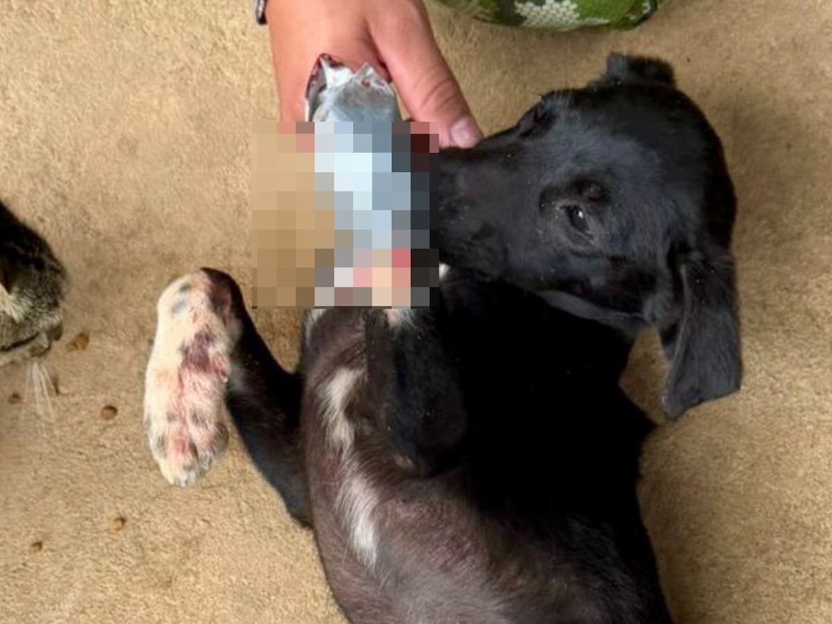 Ejército inició proceso de desvinculación de soldado por maltrato a un perro en una base militar