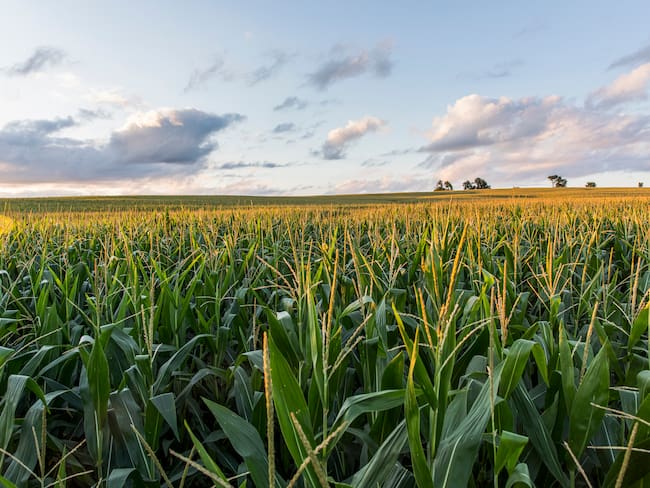 En marcha estrategia para incrementar la producción de maíz y soya en el Huila