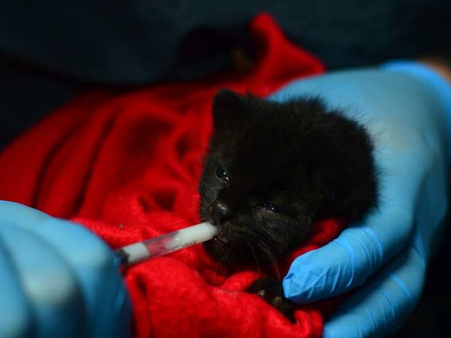 Rescatan tigrillo negro en Montebello, suroeste de Antioquia